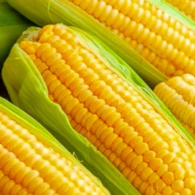 WILLVINE MAH -IV Golden Bantam Corn Seeds-[500g] Seed(2000 per packet)