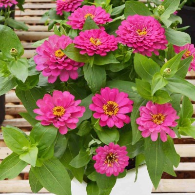 CYBEXIS HUA-82 - Rare Pink Zinnia Flower - (90 Seeds) Seed(90 per packet)