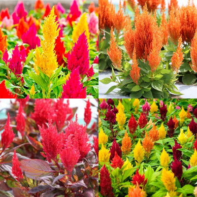 ibains Celosia flower seeds hybrid 12 Seed(12 per packet)