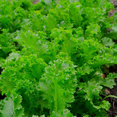 VibeX HUA-99 - Southern Giant Curled Mustard - (750 Seeds) Seed(750 per packet)