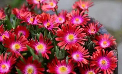 Aro Ice plant Seed(230 per packet)