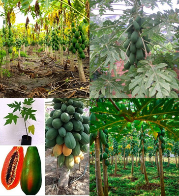 ibains Papaya seeds bej 420 Seed(420 per packet)
