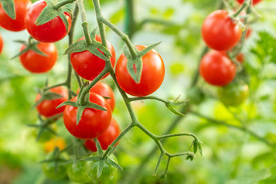 OMOM tomato Seed(100 per packet)