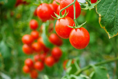 Hybrid pumpkin tomato Seed(60 per packet)
