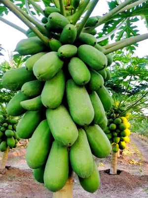 Pbevergreen Orginal Red Lady Papaya Seed(200 per packet)