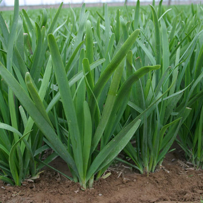 CYBEXIS Hybrid Chinese Chives Seeds2800 Seeds Seed(2800 per packet)