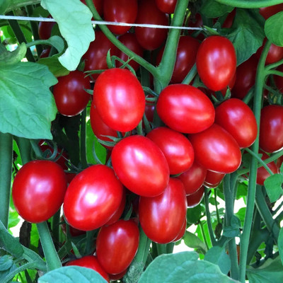 VRAKSHA Tomato Ruby Crush Seed(2000 per packet)