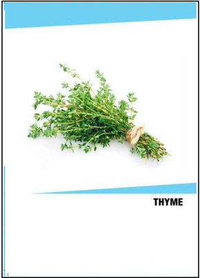 CYBEXIS Hybrid Thyme Seeds(250 Seeds) Seed(250 per packet)