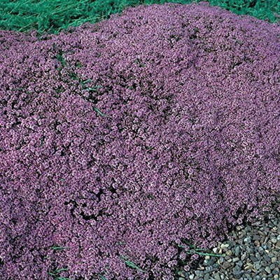 Qualtivate PUA-9A Creeping Thyme Ground Cover Seeds Seed(50 per packet)