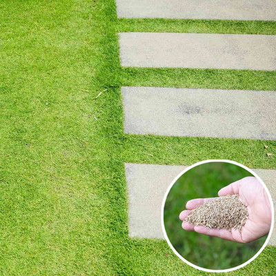 Seedsilk Hybrid Grass Seed(5500 per packet)