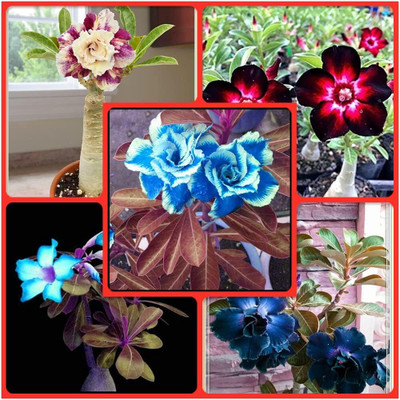 Qualtivate HUA-494 Adenium Desert Rose Flower Seeds Seed(30 per packet)