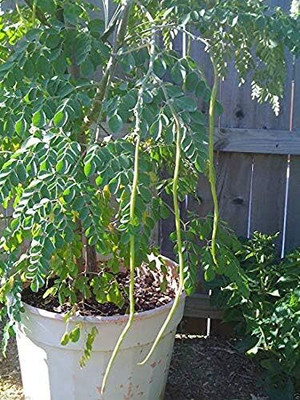 Qualtivate HYB-4A PKM1 Variety Moringa Oleifera Seeds Seed(50 per packet)