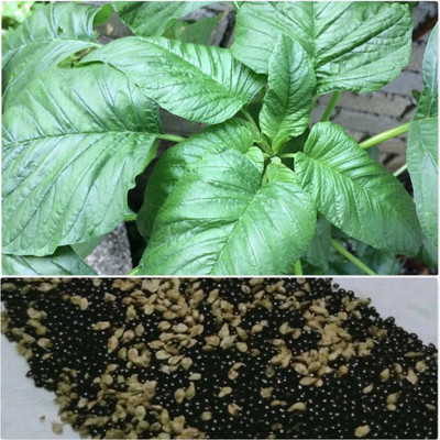 URRO Seeds Amaranthus Viridis Green Amaranth Big Leaf Seed(500 per packet)
