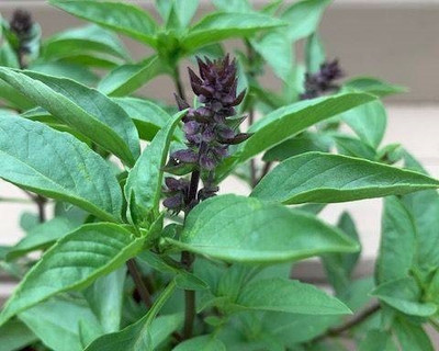 Qualtivate LXI-13 Basil Queenette Ocimum basilicum Seed(1000 per packet)