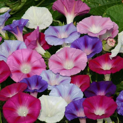 KANAYA Hybrid Morning Glory Mix Seed(47 per packet)