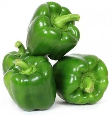 VASUDHA Organic Green Capsicum Seed(1000 per packet)