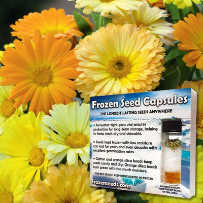 CRGO CALENDULA Seed(25 per packet)