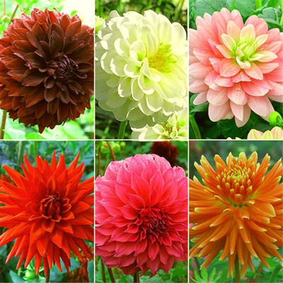 Arshiayat Dahlia Flower Bulbs Seed(42 per packet)