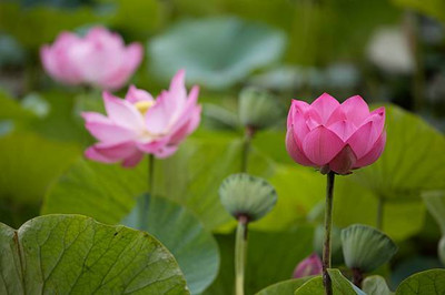 WINR lotus,kamal gatta Seed(14 per packet)