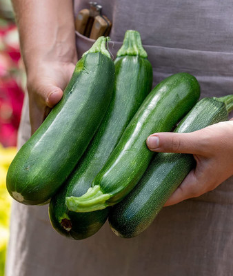 VibeX KGF -71 - Fordhook Zucchini Summer Squash - (225 Seeds) Seed(225 per packet)