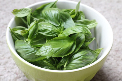 VibeX VVI-38 - Sweet Basil Genovese Ocimum Basilicum - (4500 Seeds) Seed(4500 per packet)