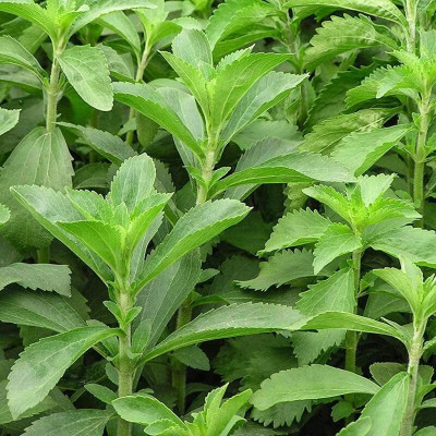 ENINE Stevia Seeds Stevia Sweet Leaves Candy Leaf Seeds Herb Seeds 10 Beej GT47 Seed(10 per packet)