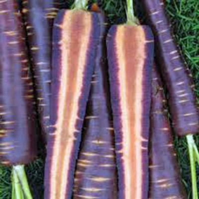 CYBEXIS TLX-7 - Carrot Purple Haze Hybrid - (2250 Seeds) Seed(2250 per packet)