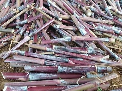 NATURE FARM Austrlian Red Napier Multicut grass sticks seeds Seed(25 per packet)