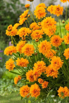 Lorvox Coreopsis Mix Color Flower Seed(40 per packet)
