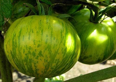 Qualtivate ICRA-7A Tomato Green Zebra Tomato Seed(300 per packet)