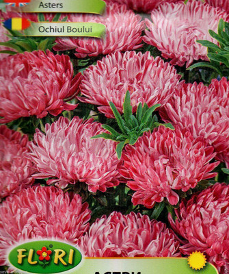 CYBEXIS Aster - Miniature Contrasting - CALLISTEPHUS CHINENSIS Seed(50 per packet)