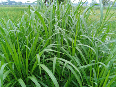 the green dotcom Sorghum Hybrid Sudan Grass For Cow, Buffalo, Goat, Sheep & Pig Seed(3000 per packet)