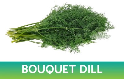 GRAXY Bouquet Dill/Soya Organic Herb Plant Seed(500 per packet)