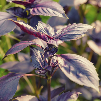 Qualtivate LXI-4 Basil Dark Opal Seed(1000 per packet)