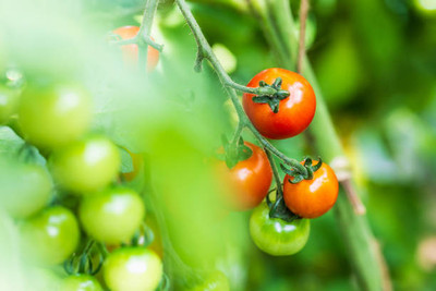 Alberts tomato Seed(120 per packet)