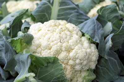 VibeX GUA-66 - Cauliflower F1 Hy Snowbird - (450 Seeds) Seed(450 per packet)