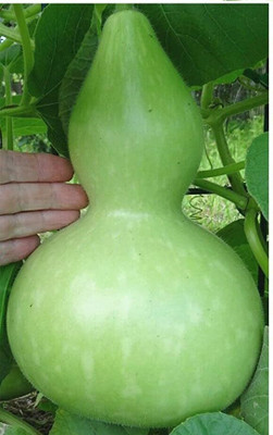 Qualtivate GBPT-2A Ghiya Long/Bottle Gourd Seed(50 per packet)