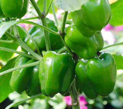 BDSresolve Bell Pepper Seeds For Home Garden pack of 17 Seed(17 per packet)