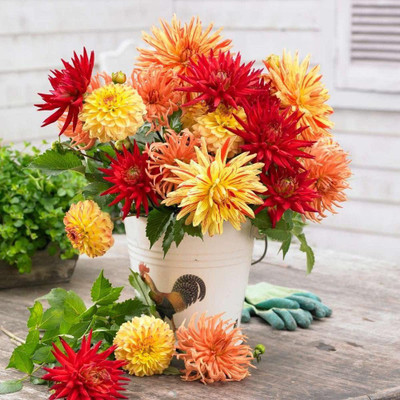 CYBEXIS Dahlia Sunset Mix Seeds Seed(50 per packet)