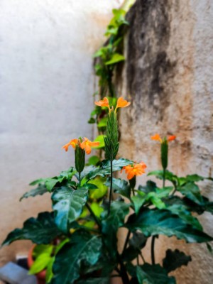 Kashvy kanakambaram-firecracker-crossandra Seed(40 per packet)