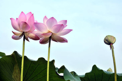 iva lotus,kamal gatta Seed(10 per packet)