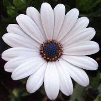 CYBEXIS White Osteospermum/Half-Hardy Perennial Flower Seeds Seed(1 g)