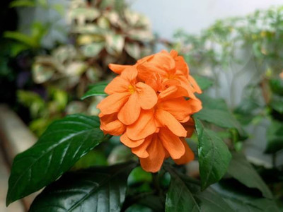 GOCROP kanakambaram-firecracker-crossandra Seed(39 per packet)