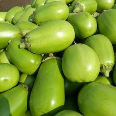CYBEXIS F16Green Brinjal Seeds2400 Seeds Seed(2400 per packet)
