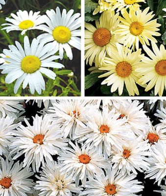 CYBEXIS Shasta Daisy Collection400 Seeds Seed(400 per packet)