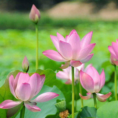 CYBEXIS XLR-6 - Mixed Lotus - (270 Seeds) Seed(270 per packet)