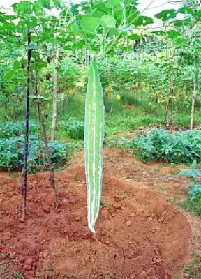 the green dotcom Indian Snake gourd/chichinda vegetable seeds for home plant Seed(84 per packet)
