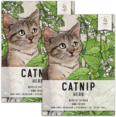 Qualtivate VVI-13 Catnip Cat Mint Catwort Catswort Seed(1000 per packet)