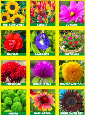 abiswas 10 Variety Summer Flower Seed(2402 per packet)