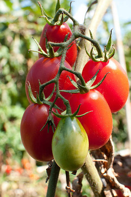 Hench tomato Seed(75 per packet)